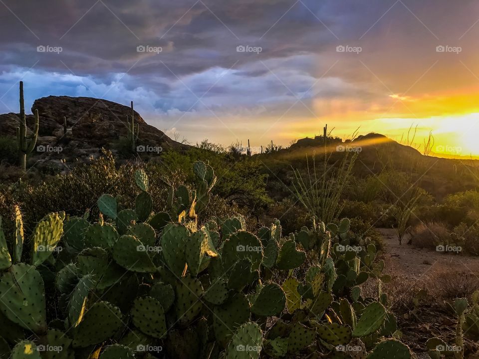 Desert Landscape Sunset 