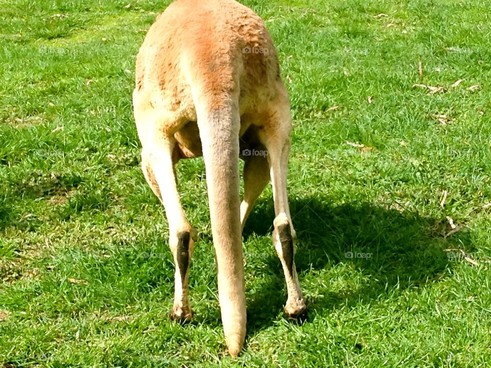 Kangaroo from the rear Australia 