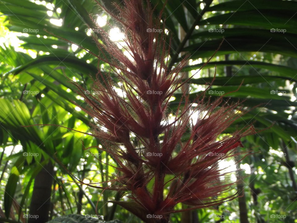 Tropical Plume