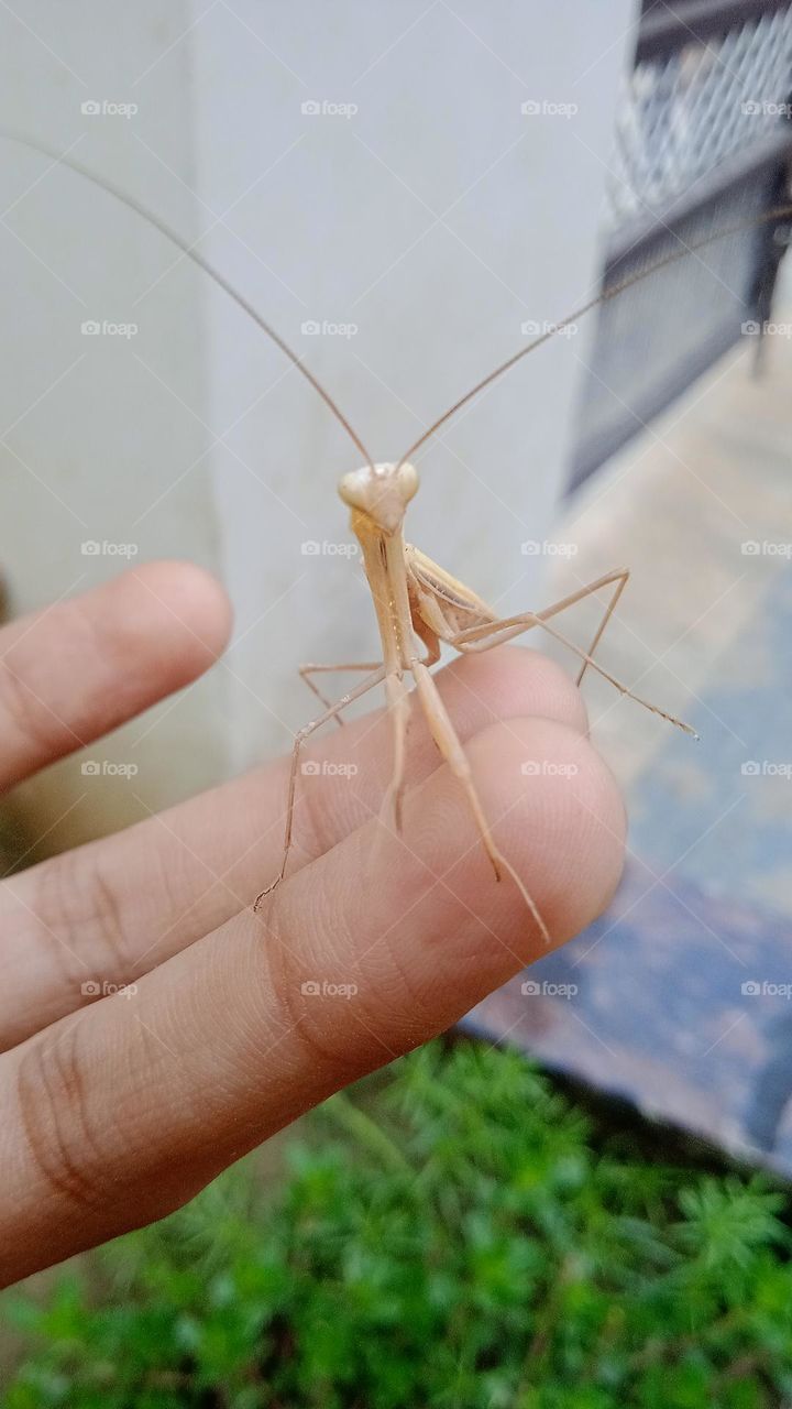 Miomantis paykullii, it is a species of praying mantis , some time known as Egyptian praying mantis.