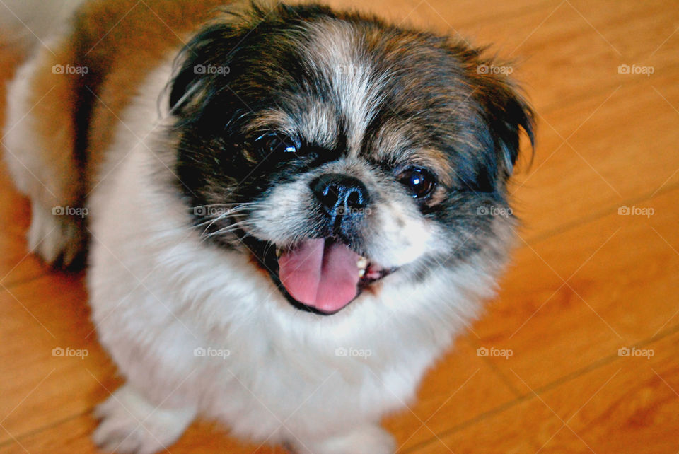 Cute, happy pekingese dog with tongue out looking at the camera