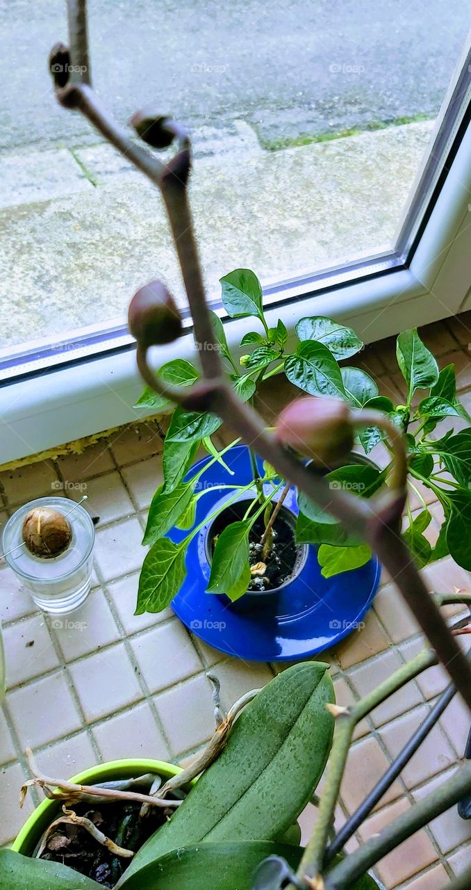 Avocat, piment et orchidée