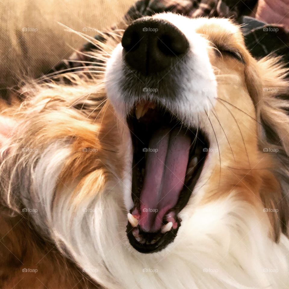 Yawning Sable Sheltie 