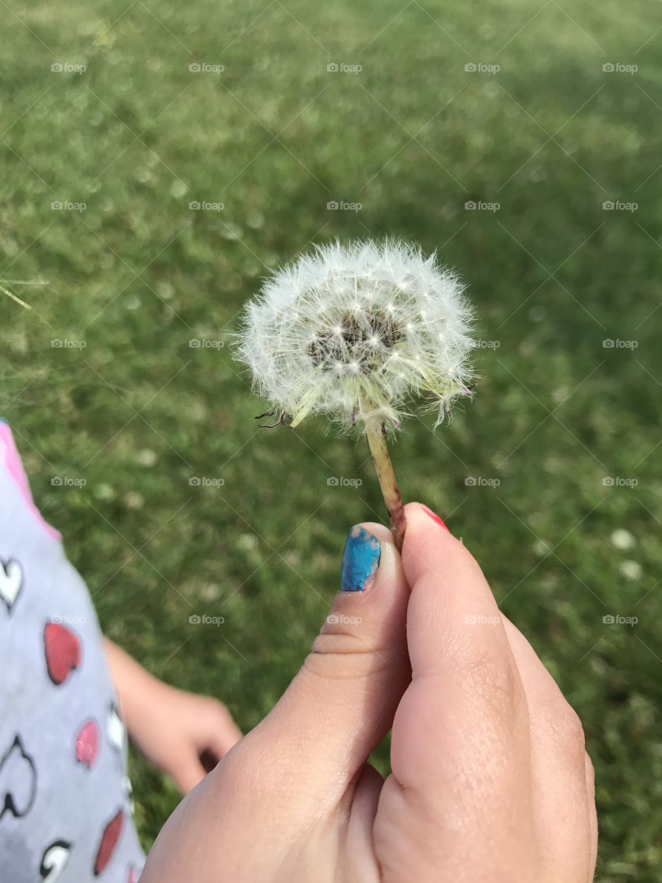 Dandelions!!