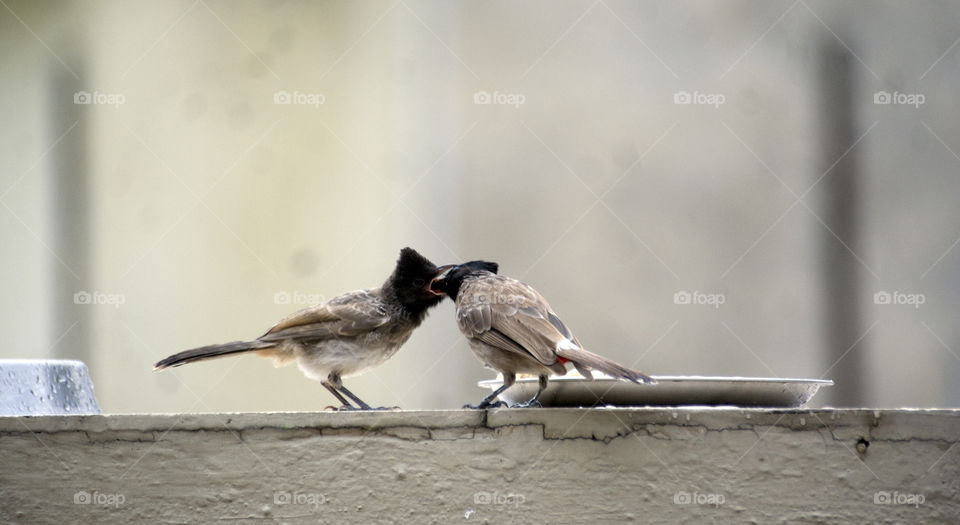 Sharing of food between two adorable and talkative birds.