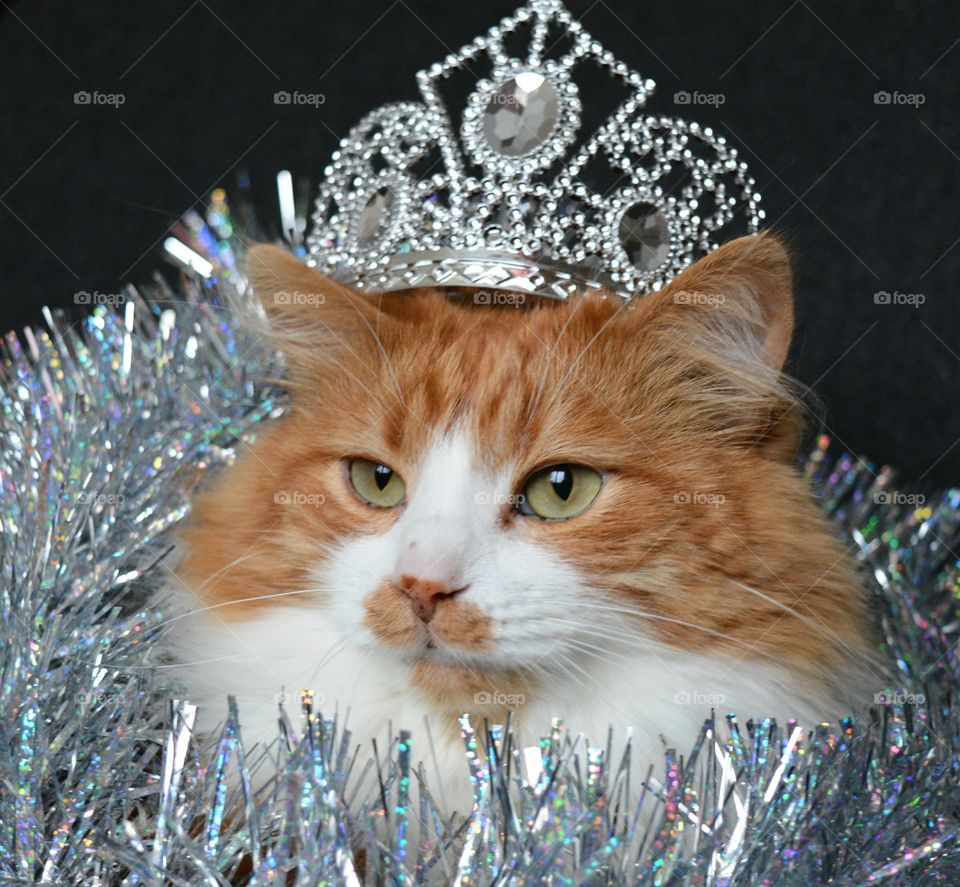 cat pet and crown king Christmas holiday