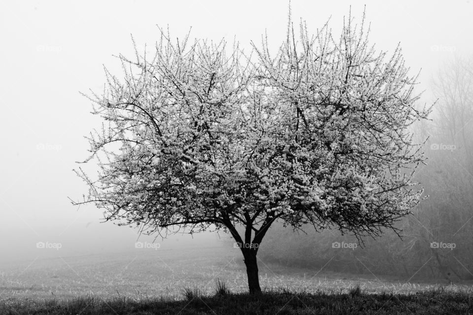Tree in Peach Bottom