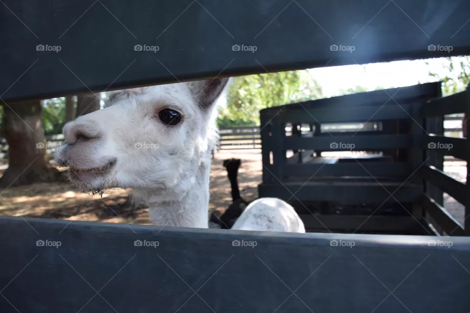 Llama llama