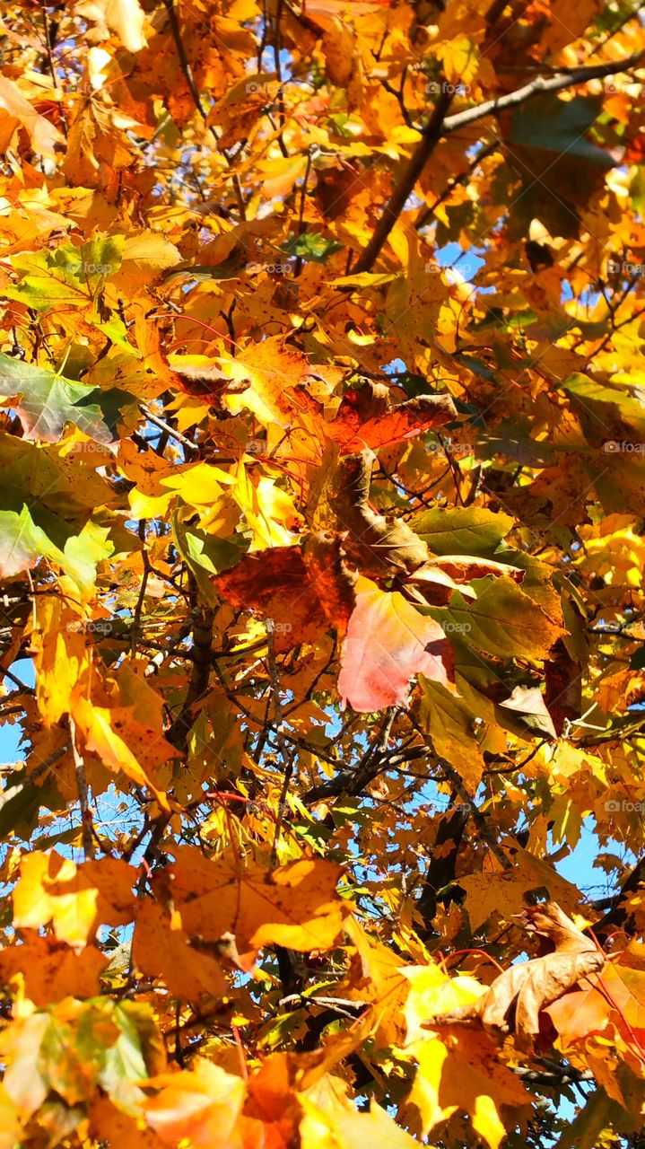 Close-up of Fall Leaves