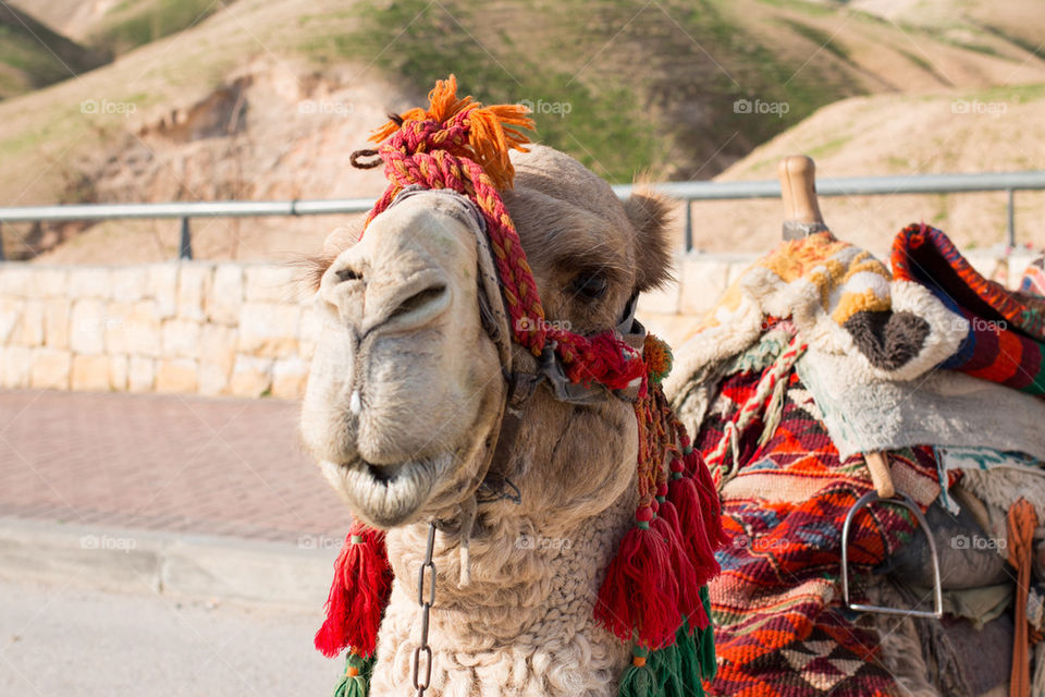 Close-up of camel