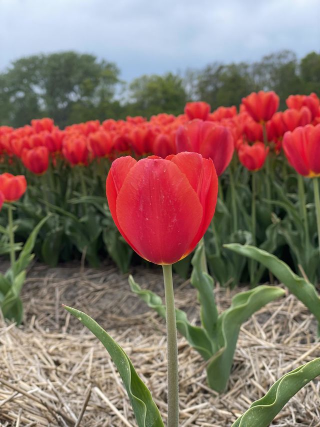tulips 🌷🌷 plant