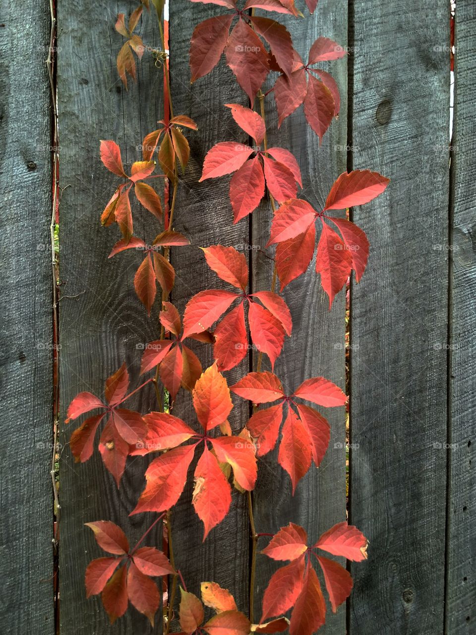 Autumn color. Bullis vine.
