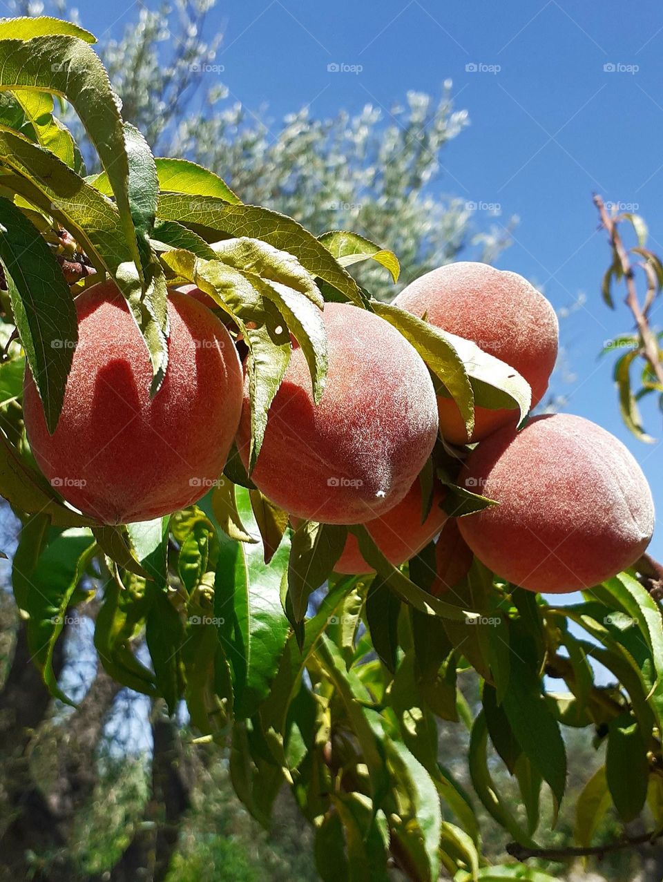 los duraznos en planta al sol