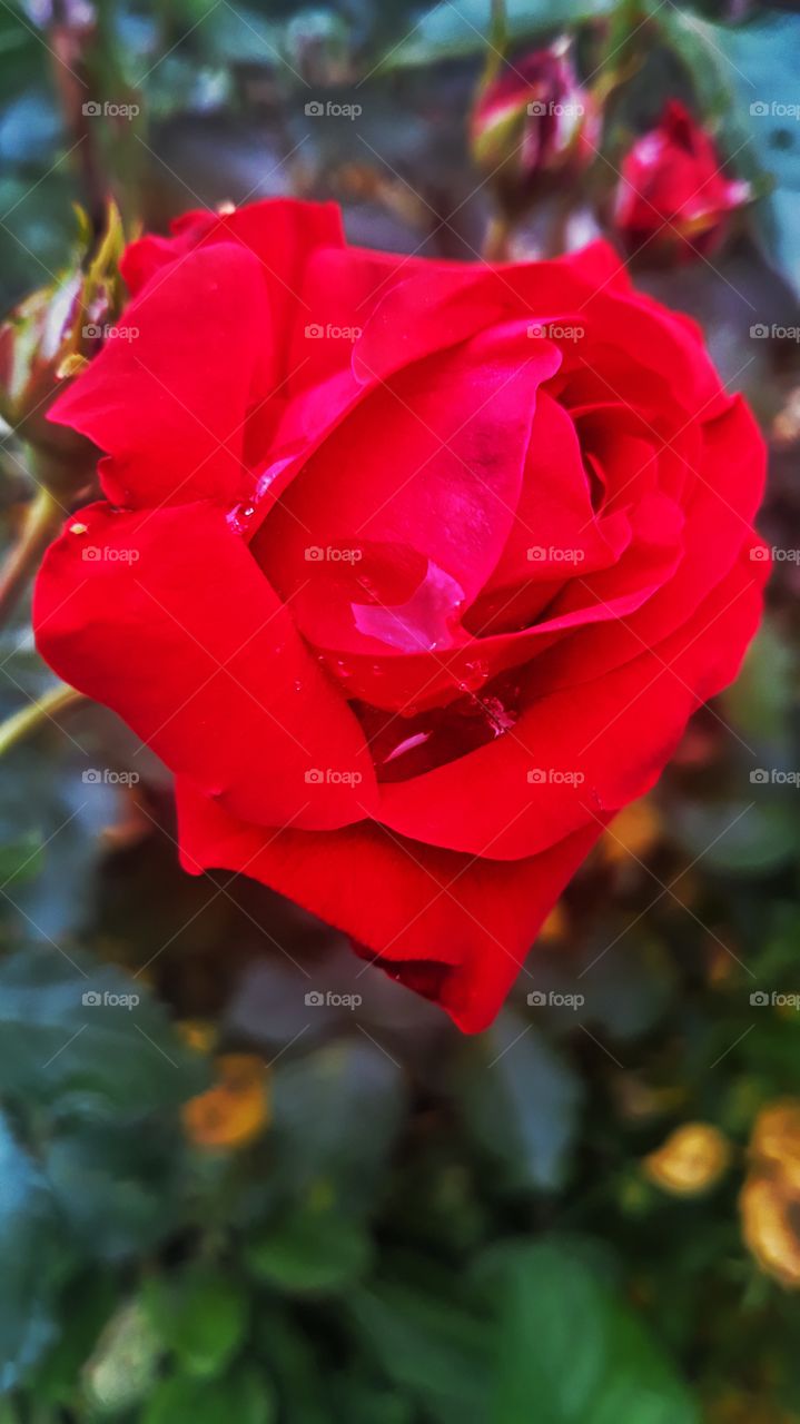 red rose with a raindrop on it amazing color