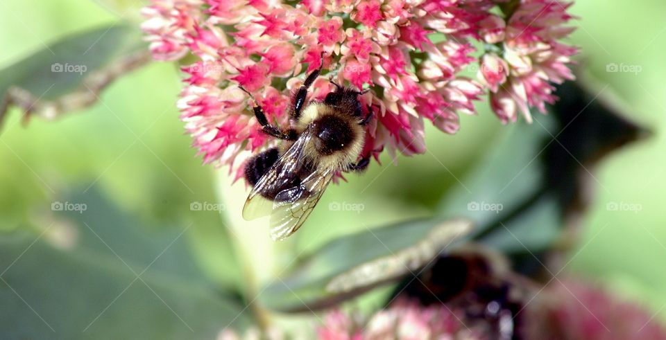 Pollinating Bumblebee