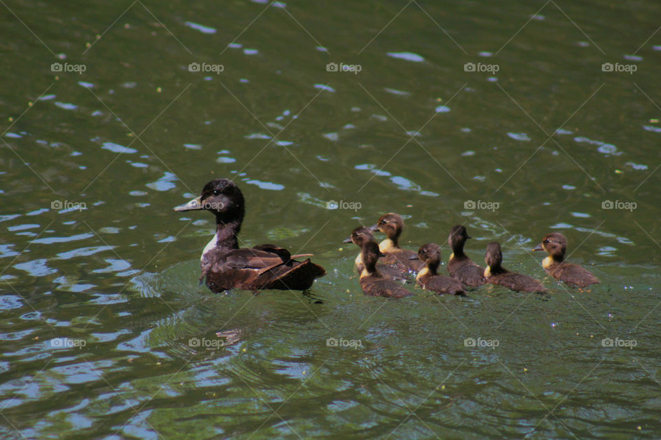 Ducklings following mama 