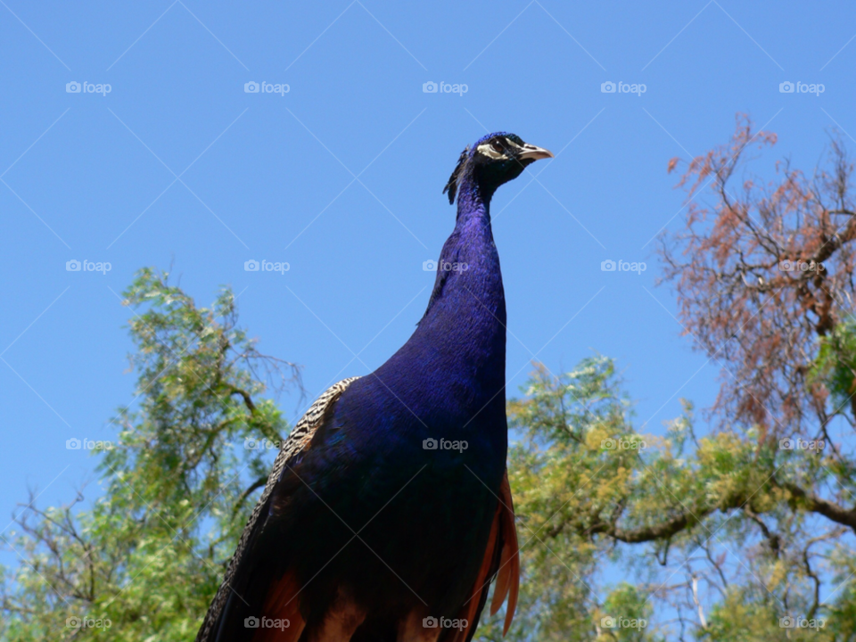 bird zoo peacock blue sky by auscro