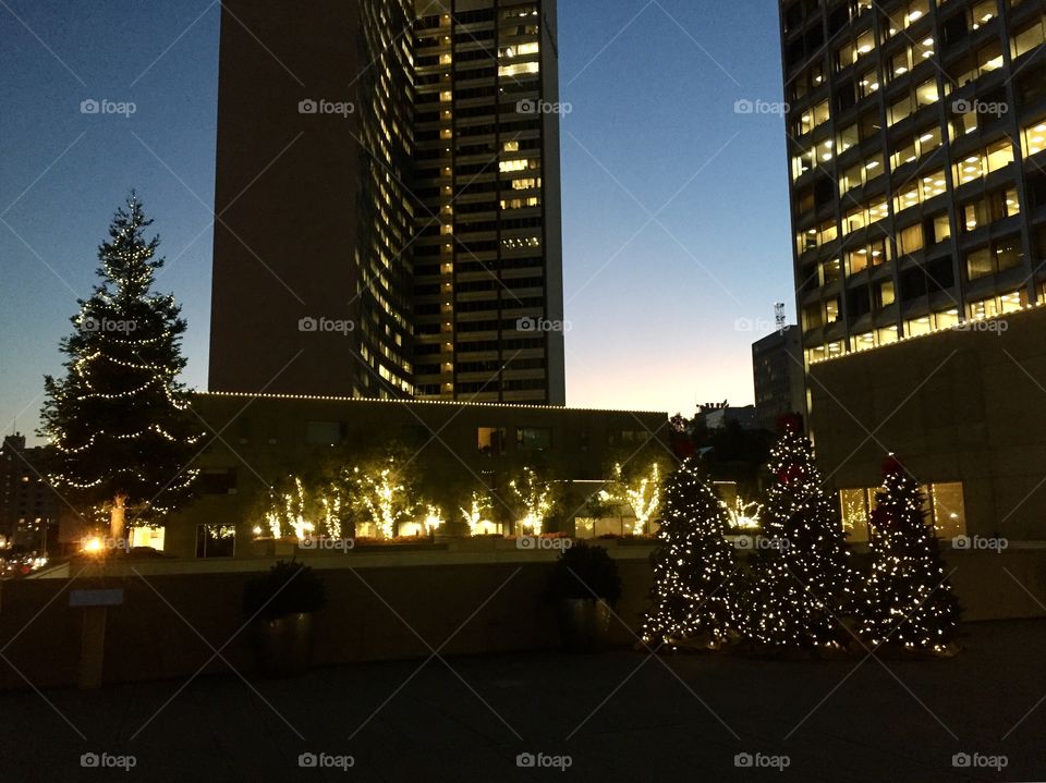 Christmas trees in the city 