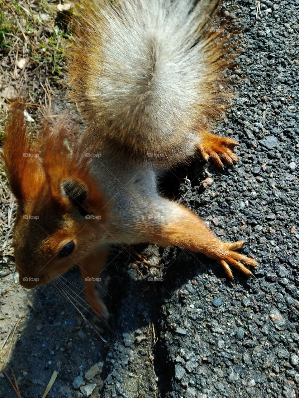 Squirrel
