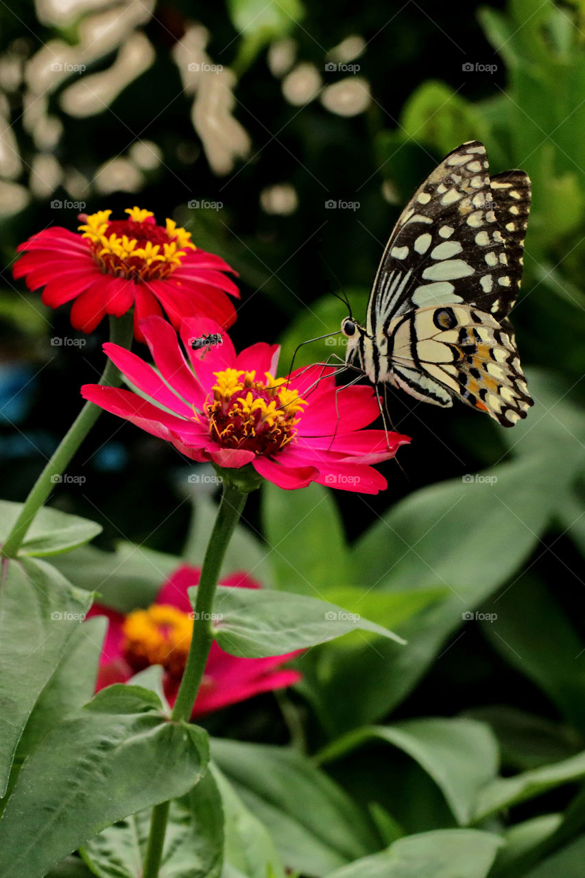 butterfly suck nectar.