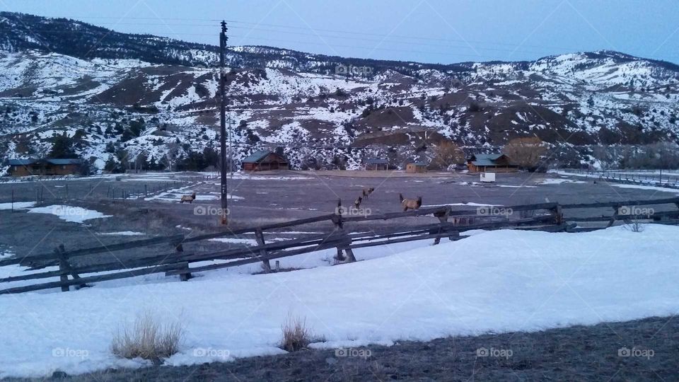 wild life is in every place