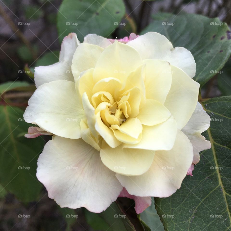 🌼#Flores do nosso #jardim, para alegrar e embelezar nosso dia!
#Jardinagem é nosso #hobby.
🌹
#flor #flowers #flower #pétalas #garden #natureza #nature #flora