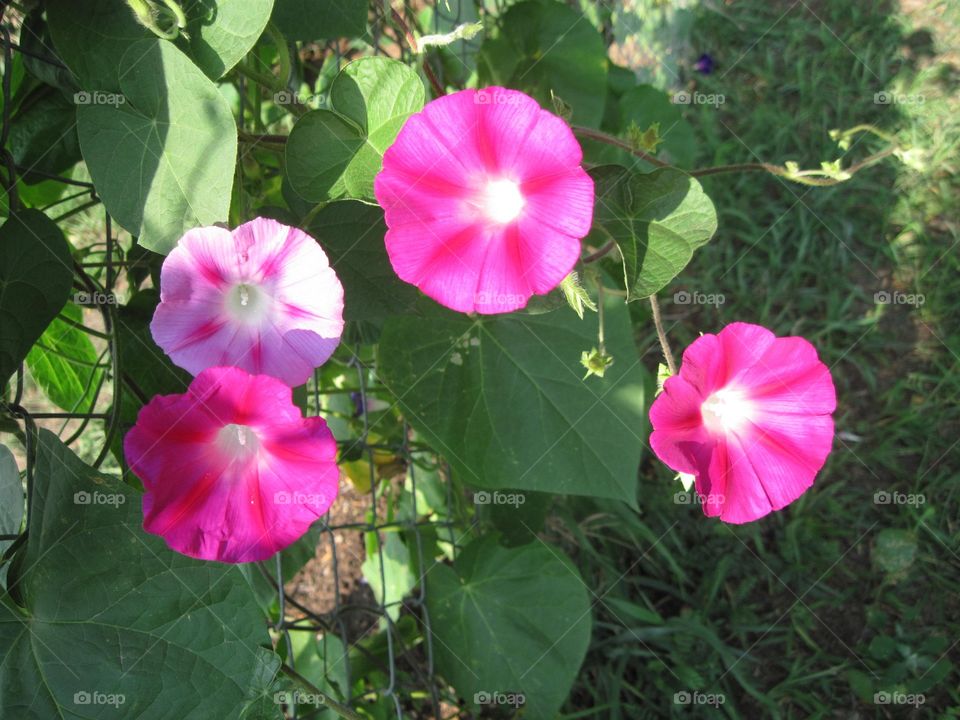 Hot Pink Morning Glories Blooming On A Fence