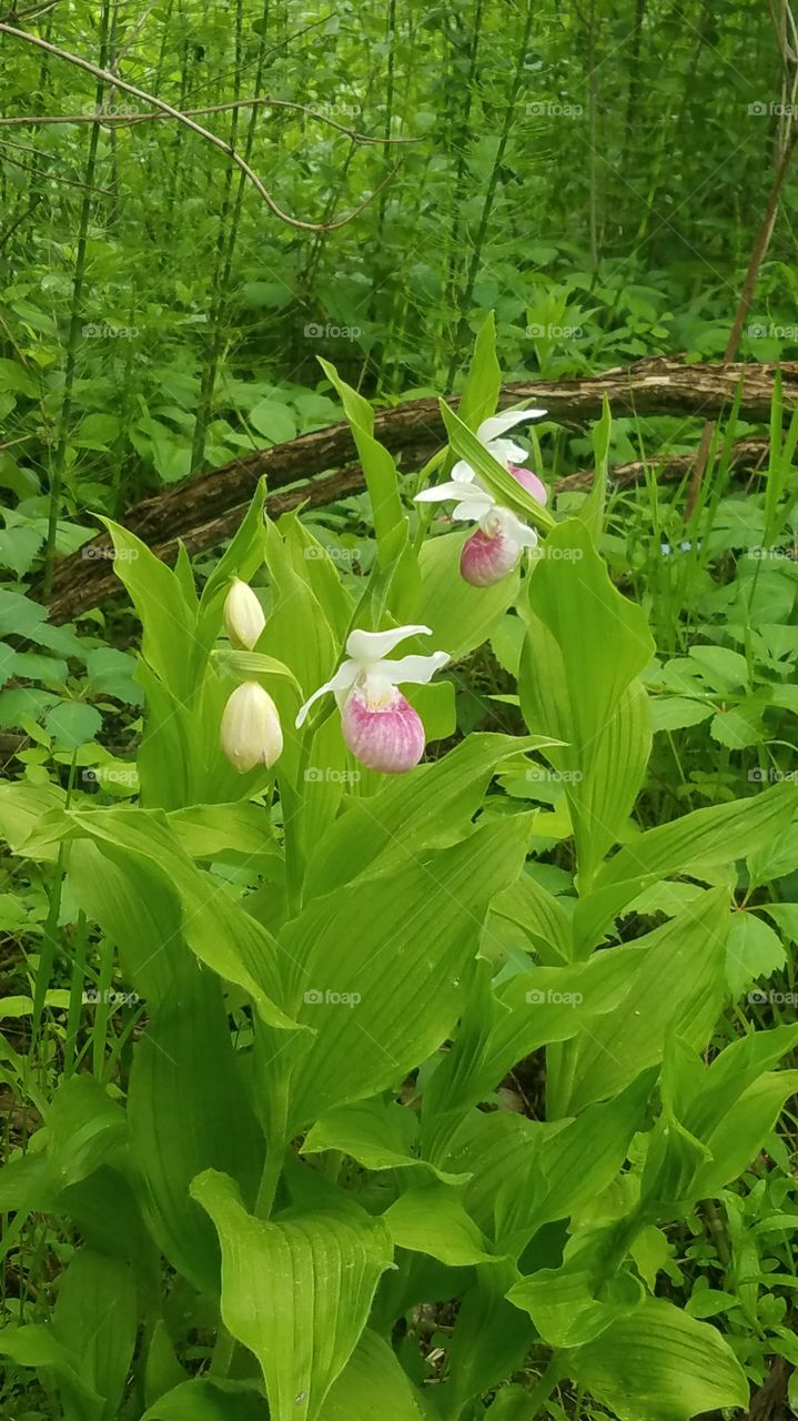 ladyslipper love