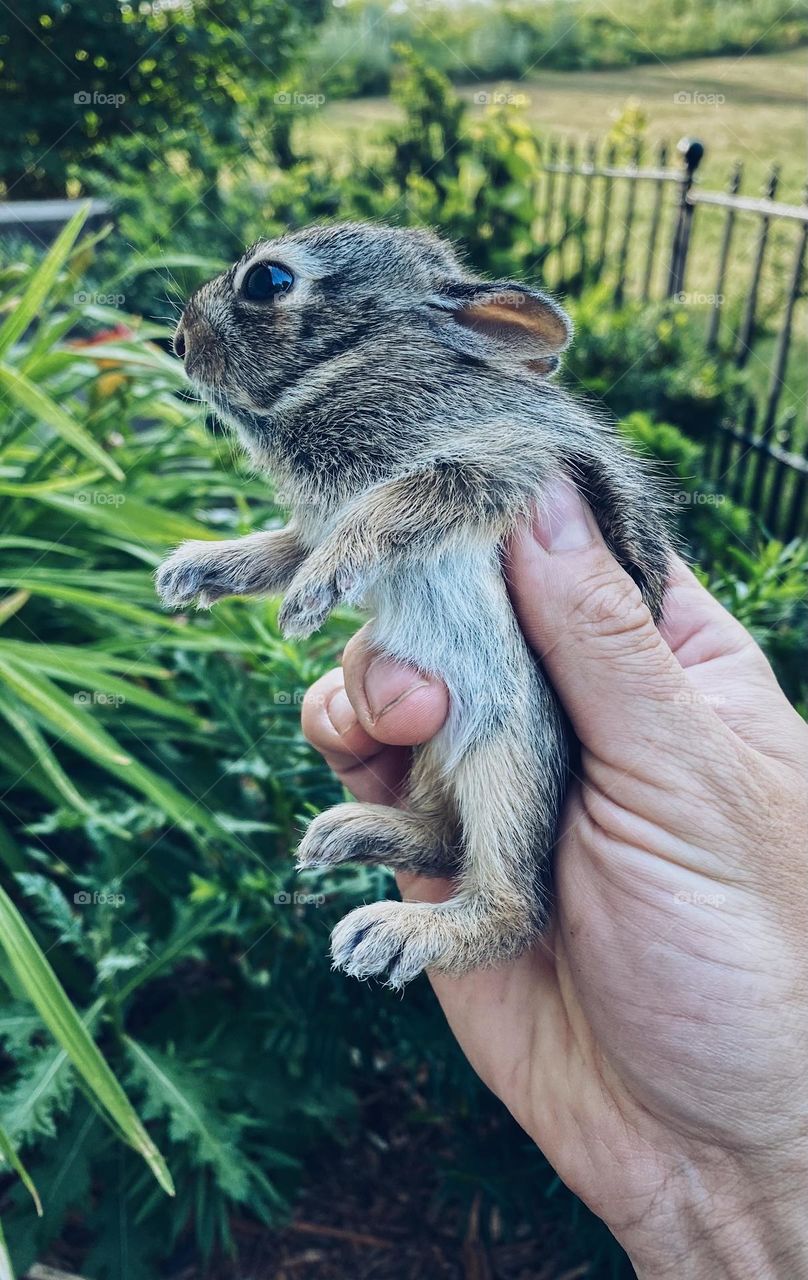 Hand holding baby rabbit bunny