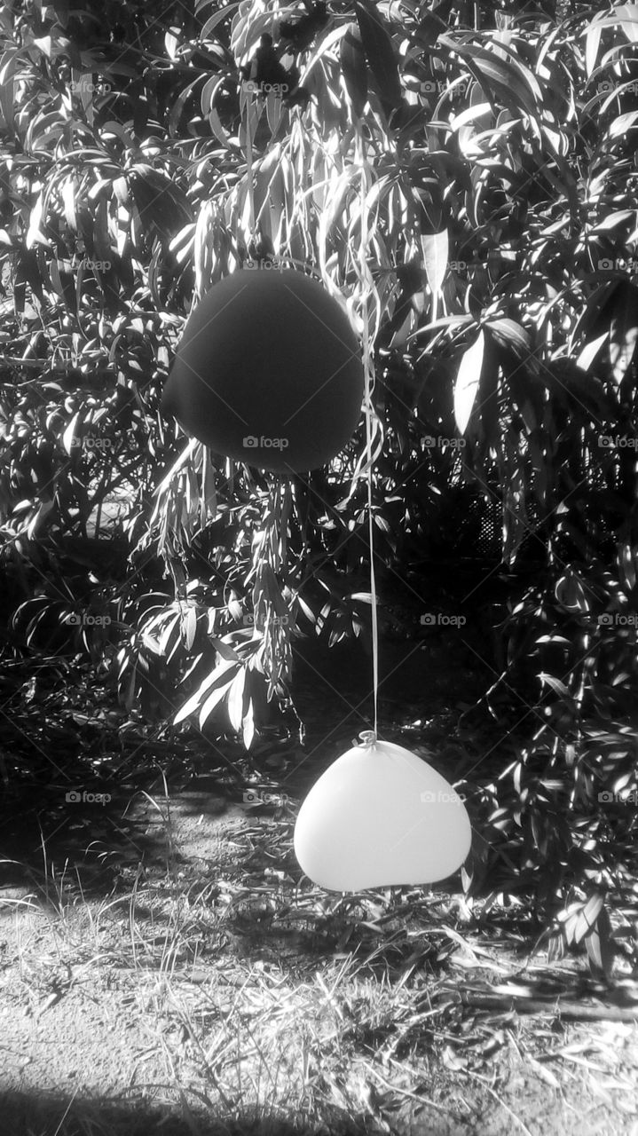 Two ballons hanging in nature