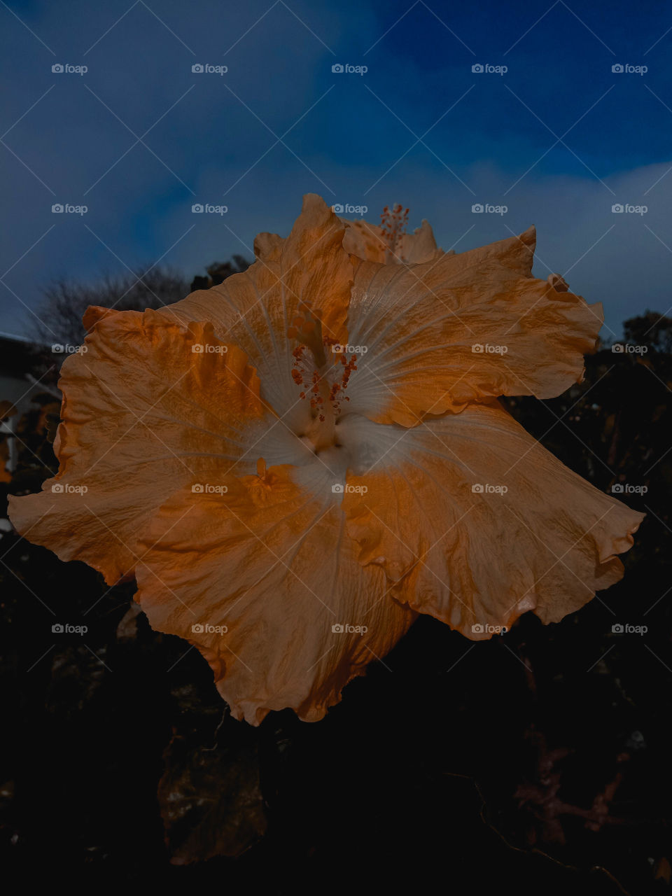 flowers has it for me💐