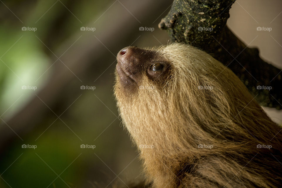 Candid sloth portrait 