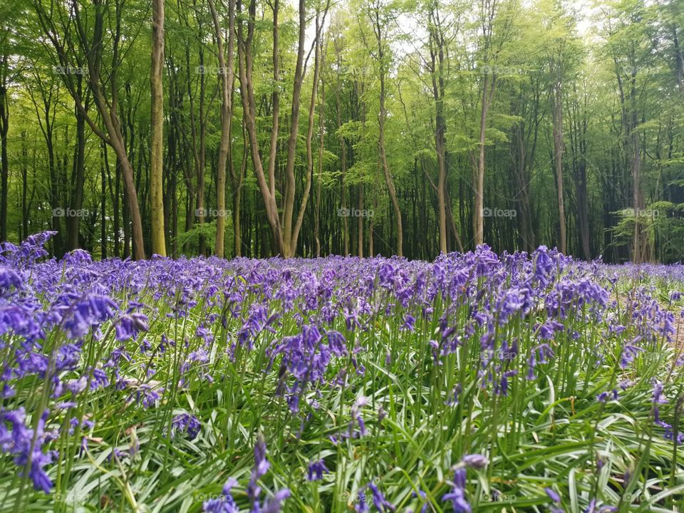 Trees rising out of the bluebells