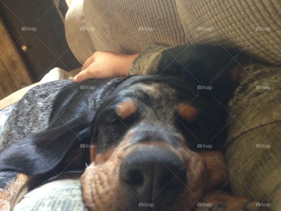 His favorite sleeping spot