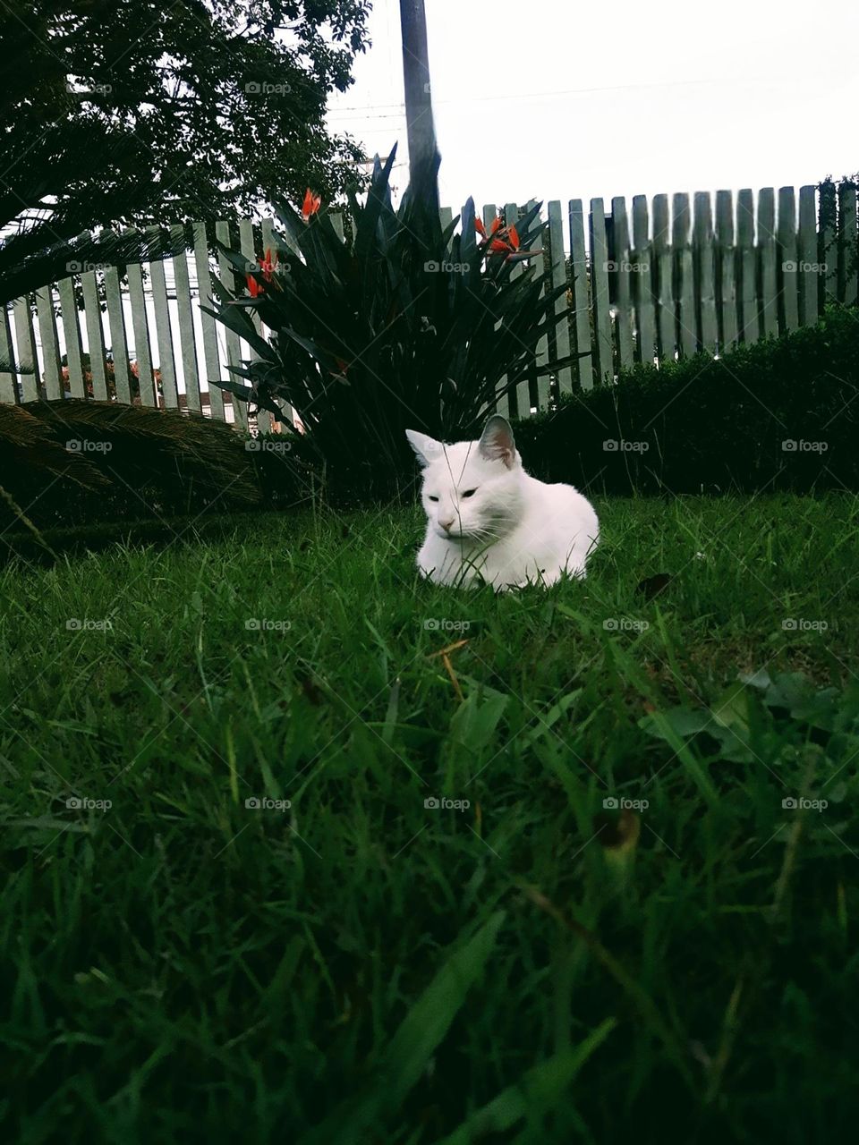 white cat in the garden