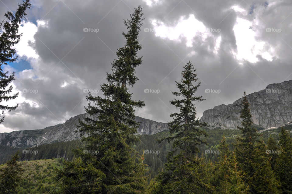 Mountain, Snow, No Person, Conifer, Wood