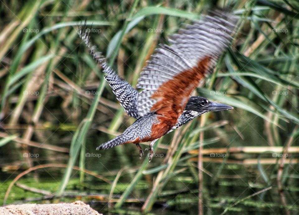 Giant kingfisher