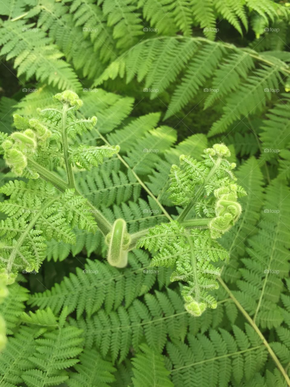 Close-up of fresh fern