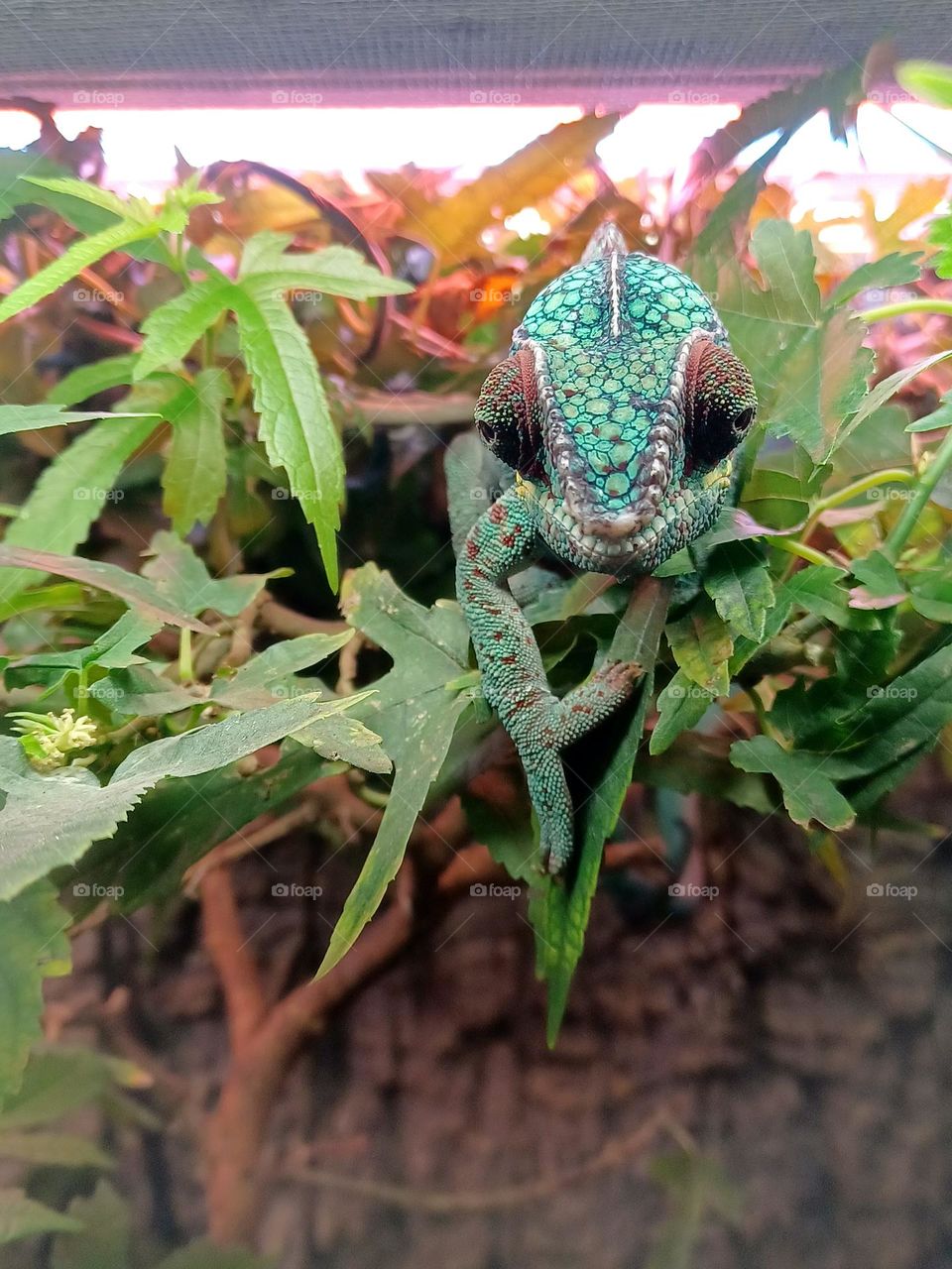 Wild life -- Chameleon staring ahead