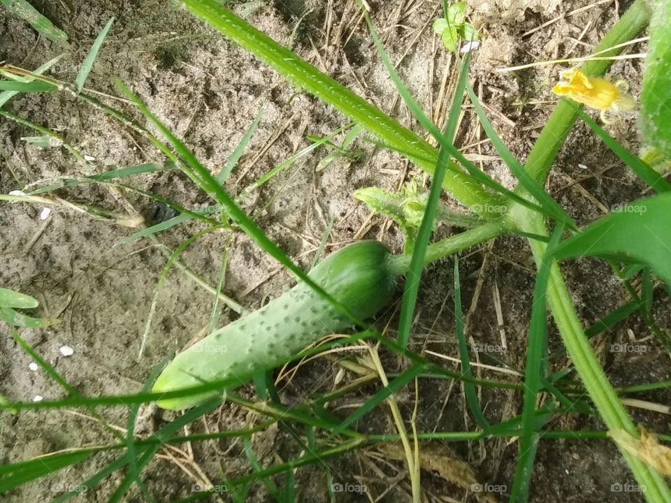 cucumber ripening on the vine