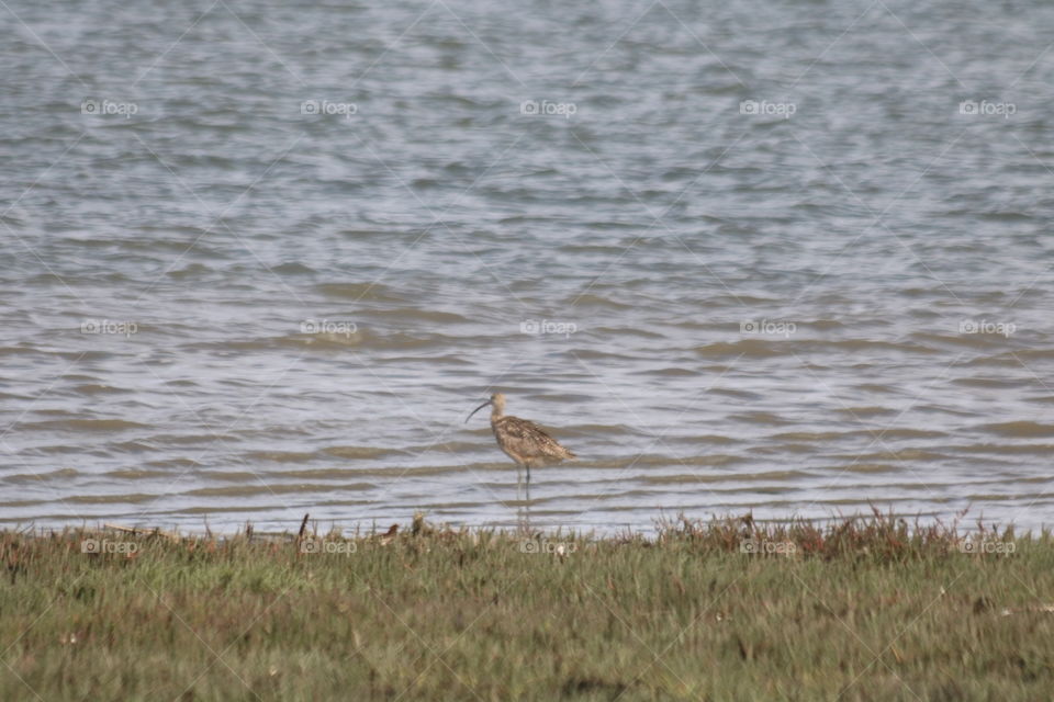 single snowy plover