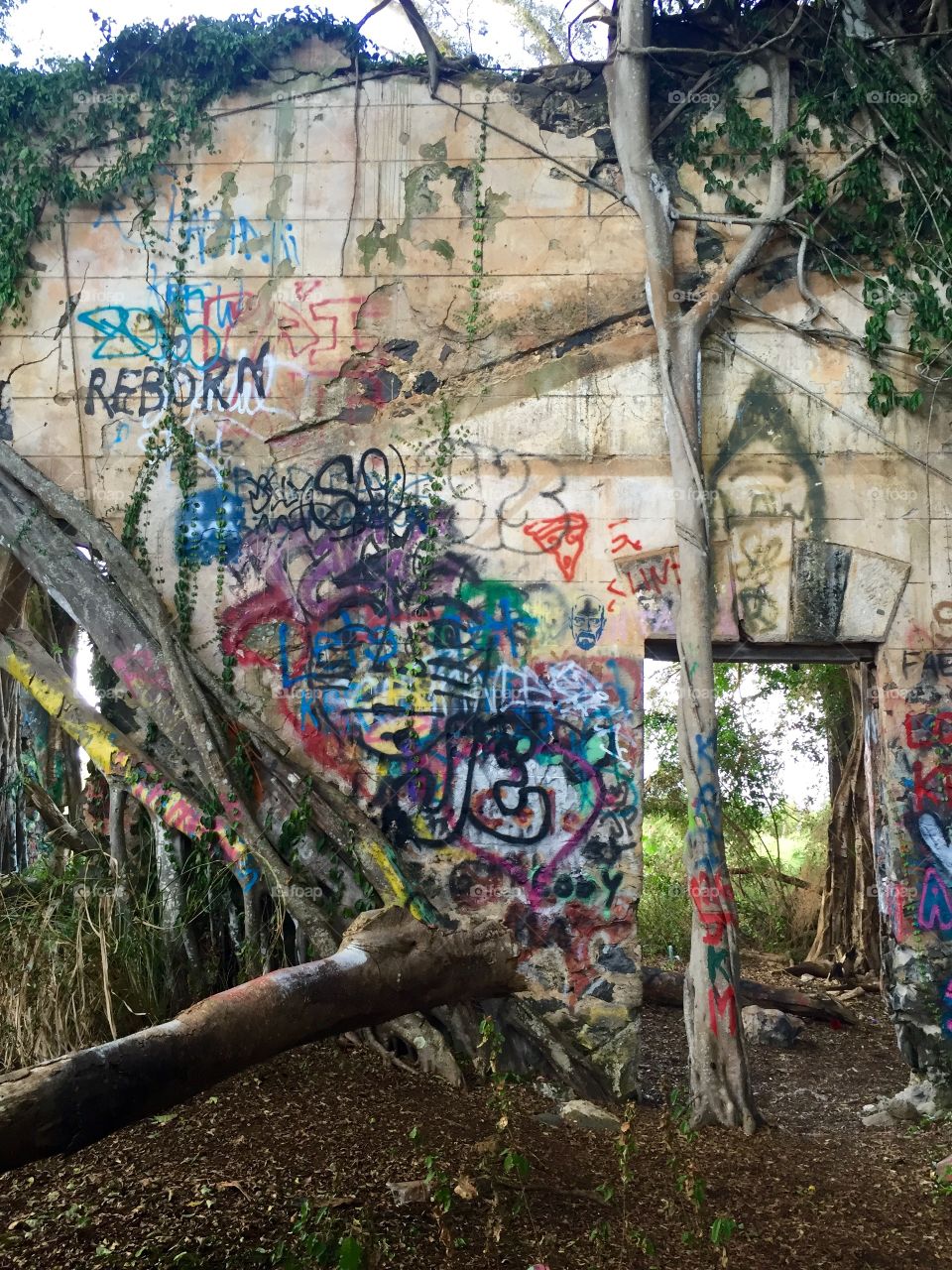 Tree, Nature, Color, Landscape, Graffiti
