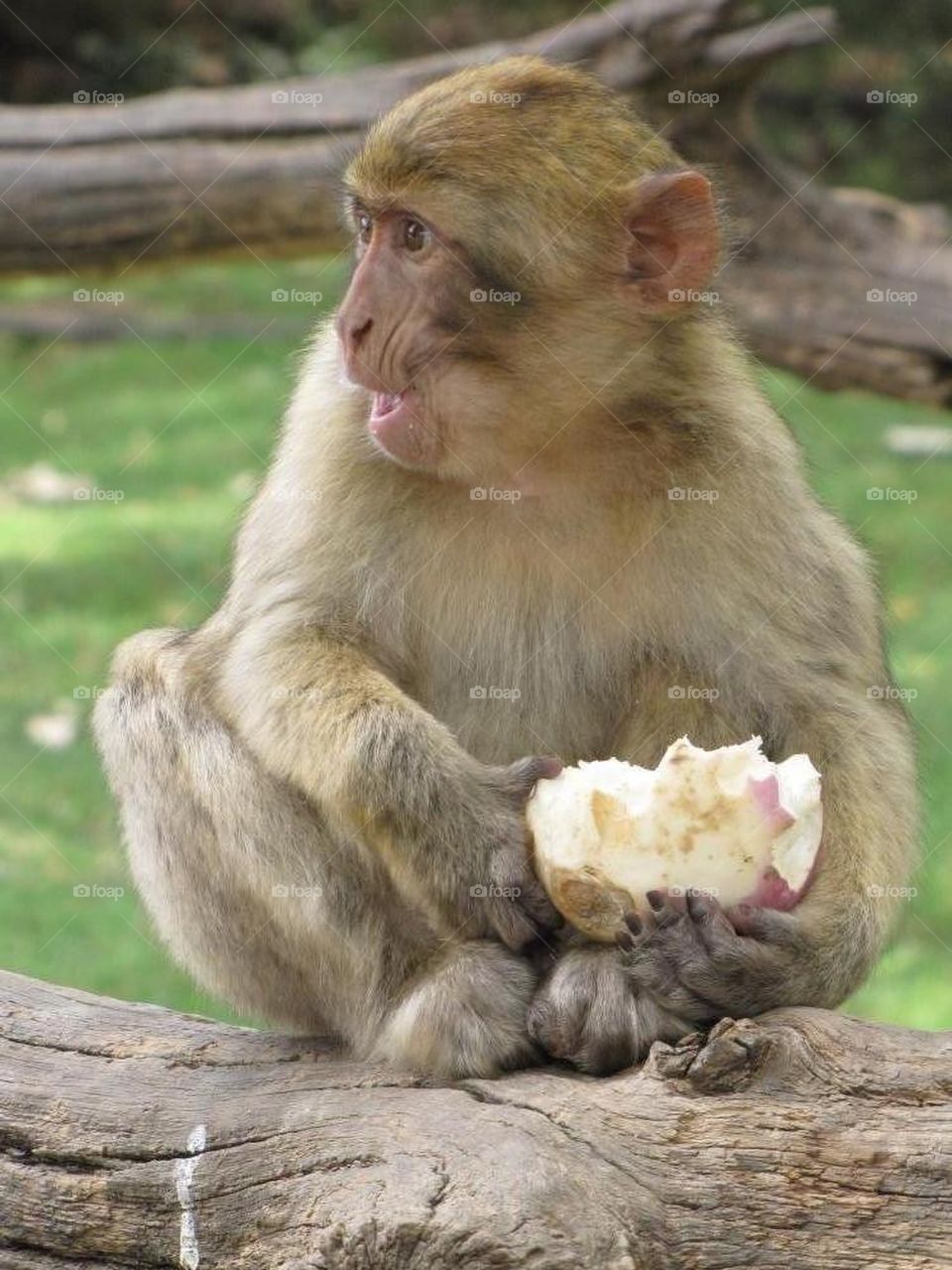 little monkey having lunch