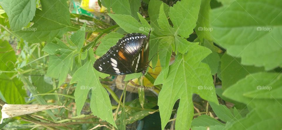 Beautiful butterfly on the flower