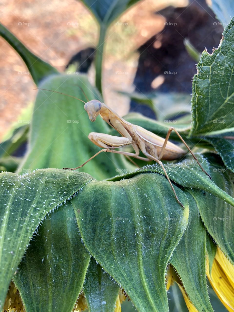 Praying mantis on a sunflower 