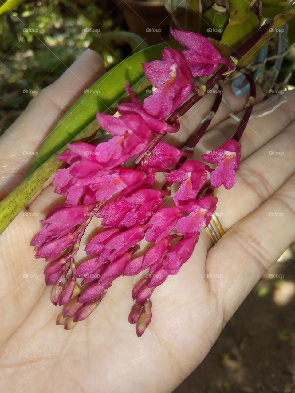 orquídea