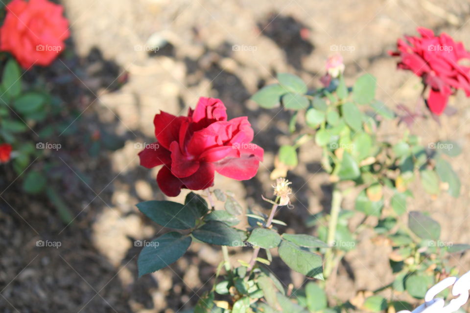 #beautifull #flower #red #nature #rose
