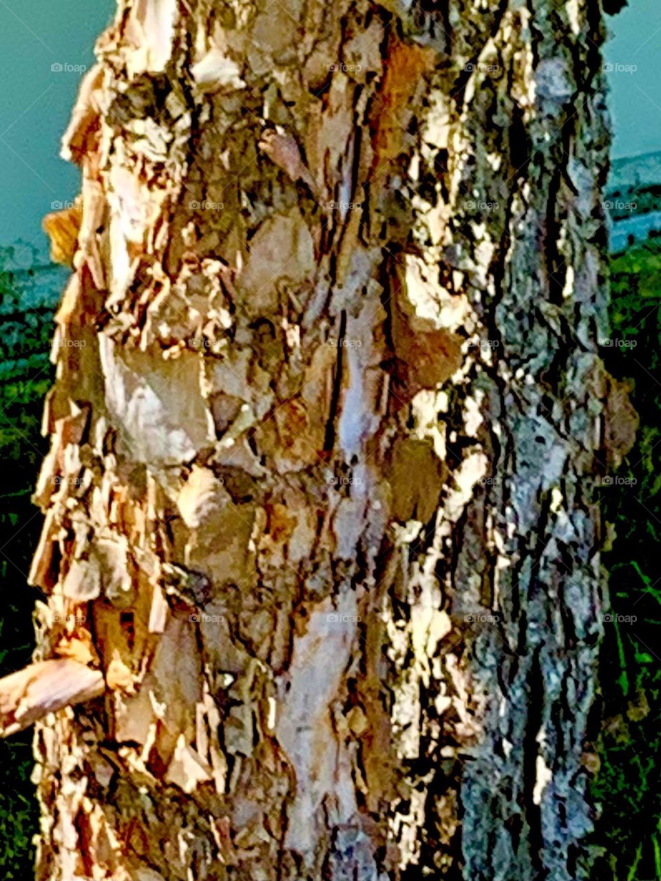 River birch bark 