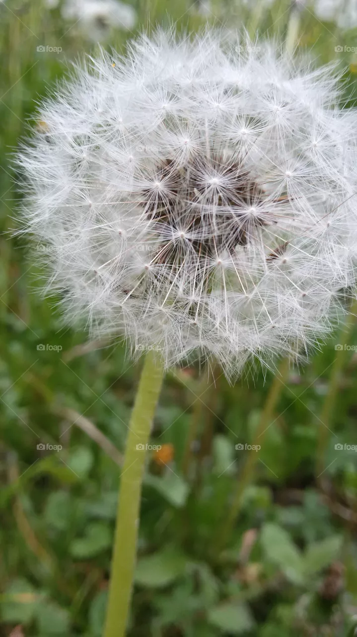 fiore
