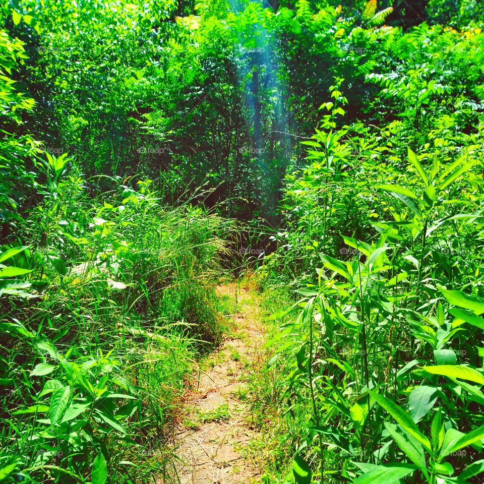 Trail surrounded by overgrown grass and trees